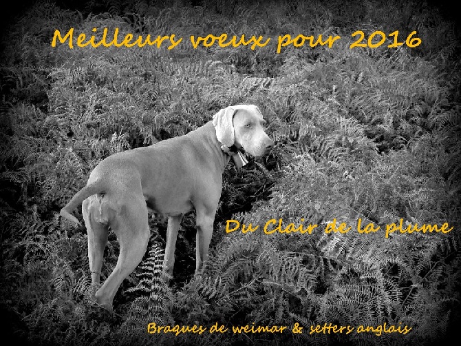 Du Clair De La Plume - voeux  cynophiles pour 2016