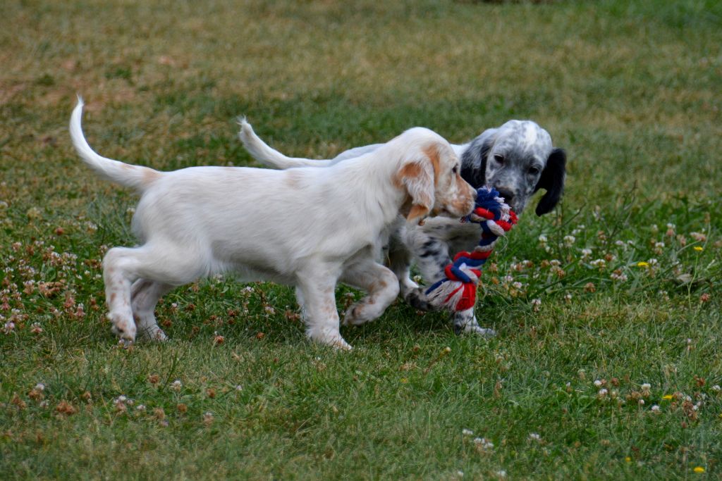 Du Clair De La Plume - Chiots setters portée cotée 8