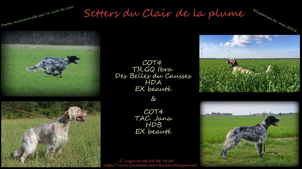 Du Clair De La Plume - Chiots setters portée cotée 8