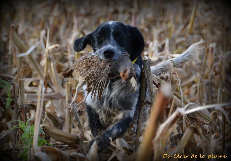 Du Clair De La Plume - Concours photo de la fédération des chasseurs 16