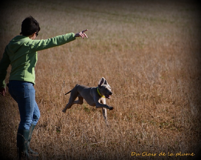 Du Clair De La Plume - Field trial amateur à Tuzie