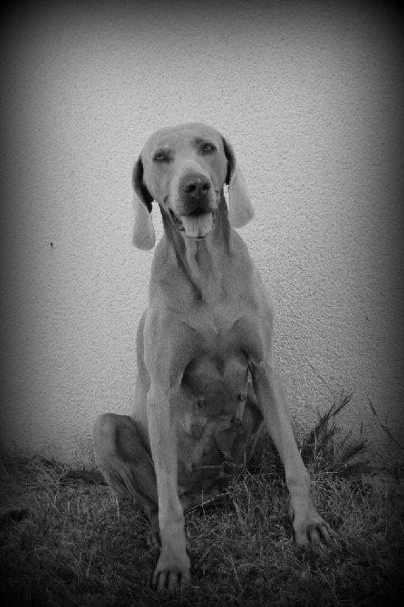 Du Clair De La Plume - Les chiots de TR. Gardian du Tombel'eau et Guapa pour le mois d'Août