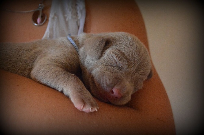 Du Clair De La Plume - Chiots EX3 TR Gardian du Tombel'eau X TAN2 Guapa du Domaine de Ringuet
