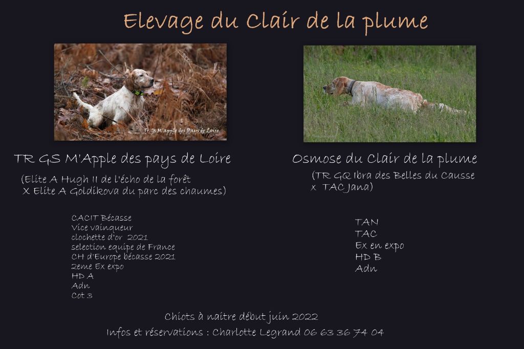 Du Clair De La Plume - Chiots setter anglais Lignées travail pour début juin 2022