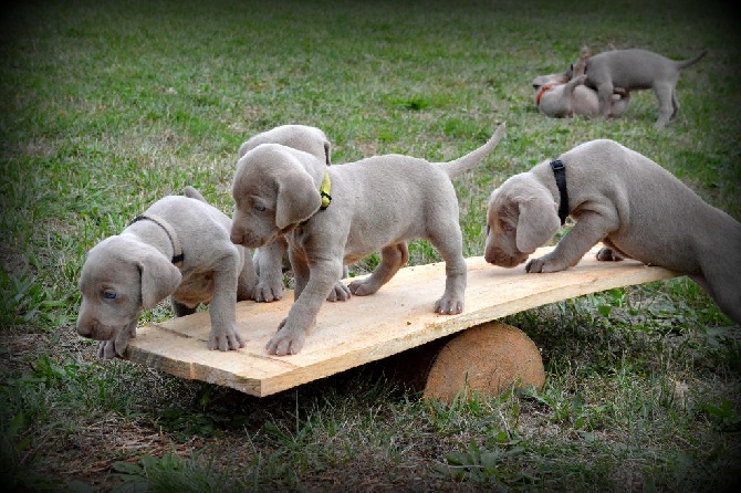 Du Clair De La Plume - Les chiots ont 5 semaines