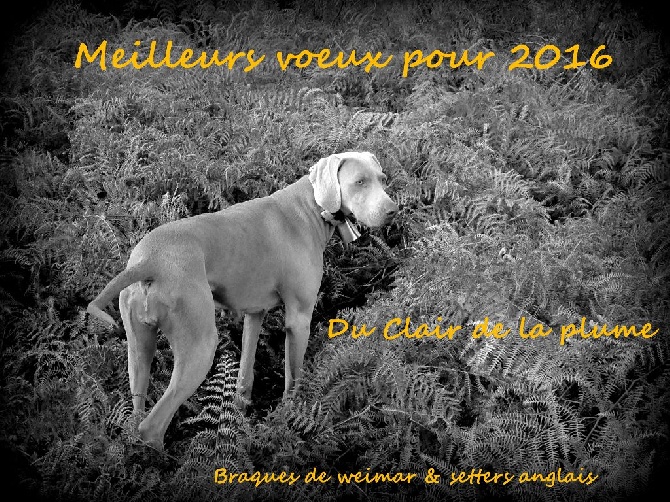 Du Clair De La Plume - voeux cynophiles pour 2016