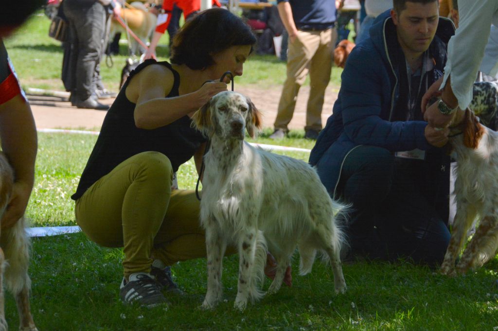 Du Clair De La Plume - Exposition canine de Libourne