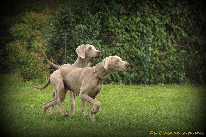 Du Clair De La Plume - A la chasse