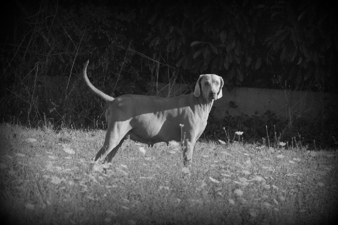 Du Clair De La Plume - Tr Ex 3 Gardian du Tombel'eau X Tan 2 Guapa du Domaine de Ringuet