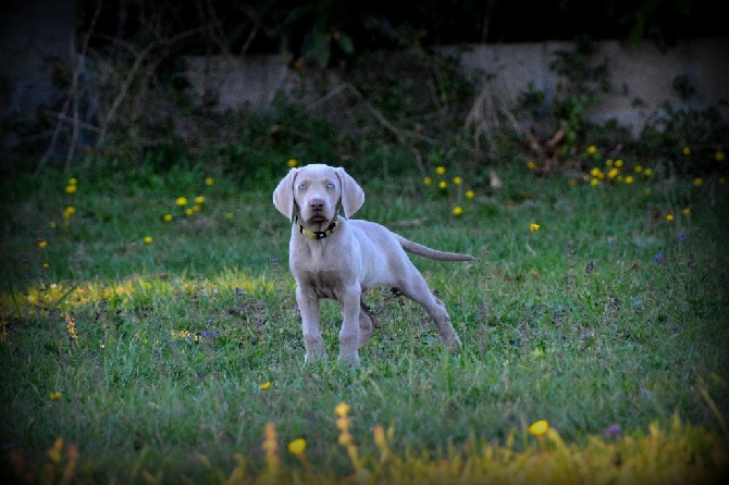 Du Clair De La Plume - Les chiots ont 9 semaines