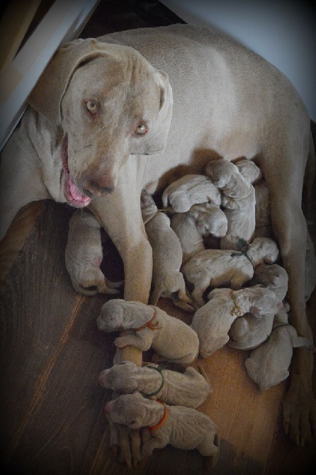 Du Clair De La Plume - Les chiots de Gardian et Guapa sont nés