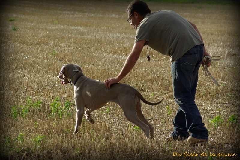 Dressage field trial Guapa