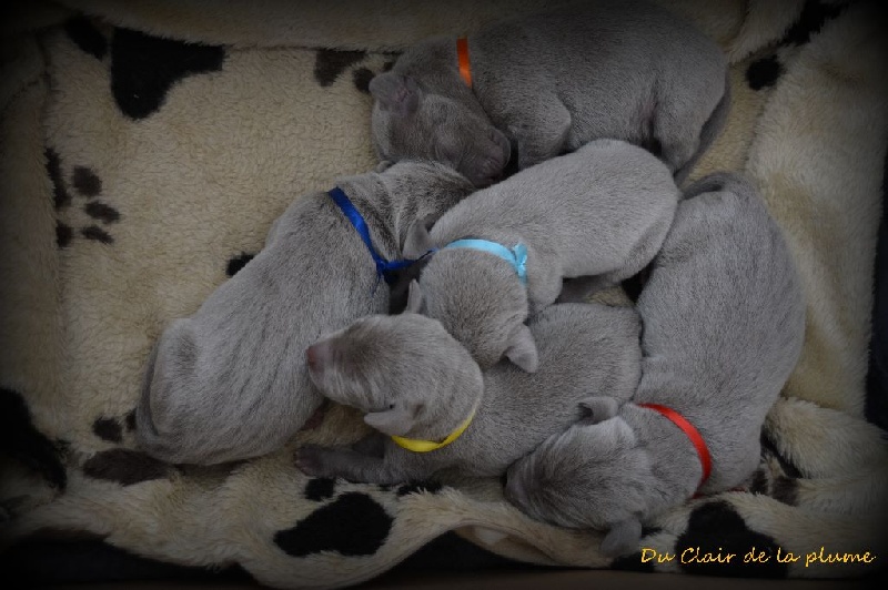 portée 2014 Iäger X Guapa