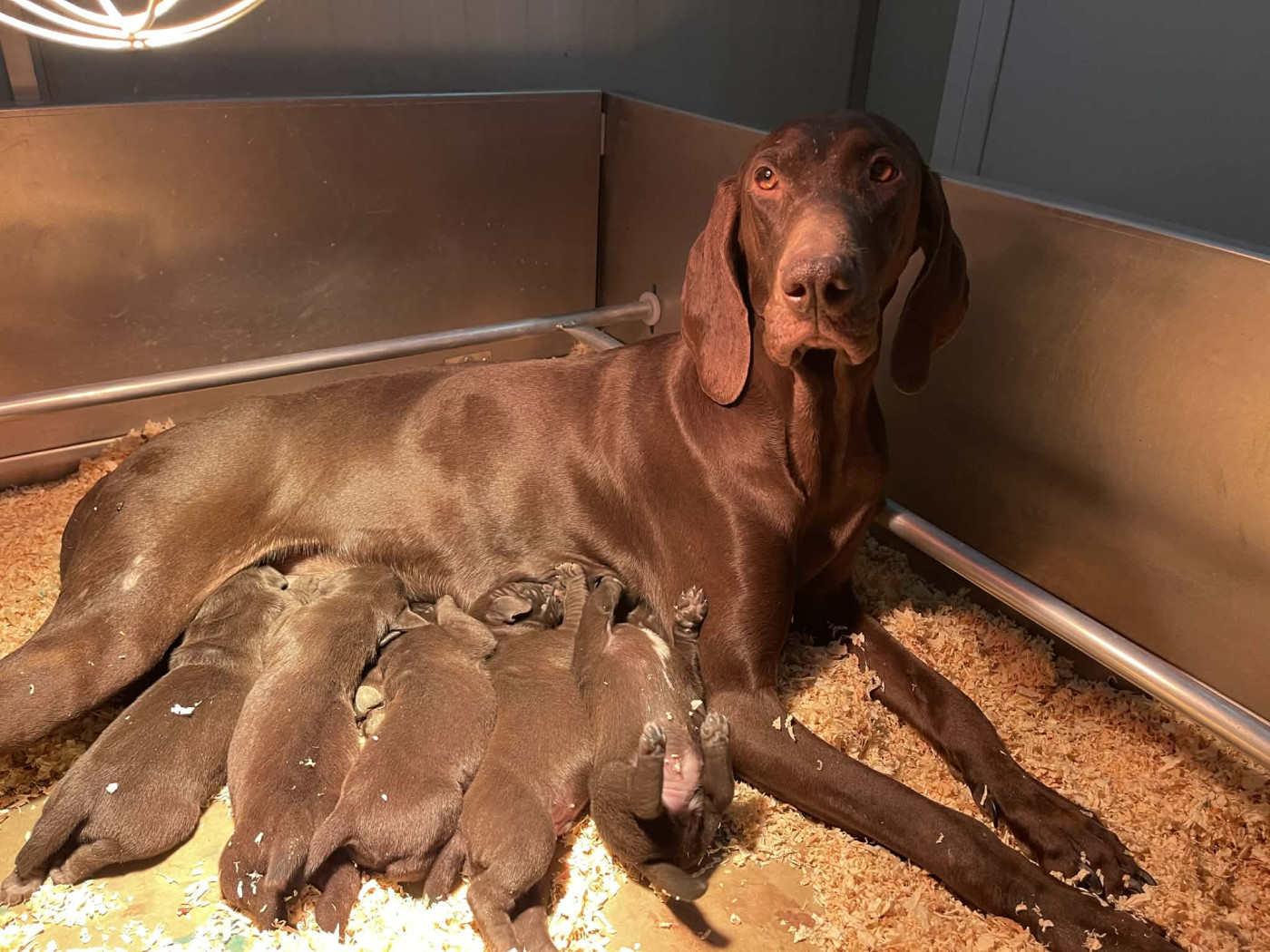 Du Clair De La Plume - Chiots disponibles - Braque allemand à poil court